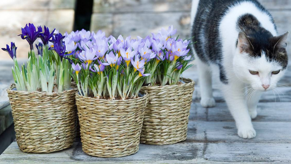 Krokusy (Crocus)