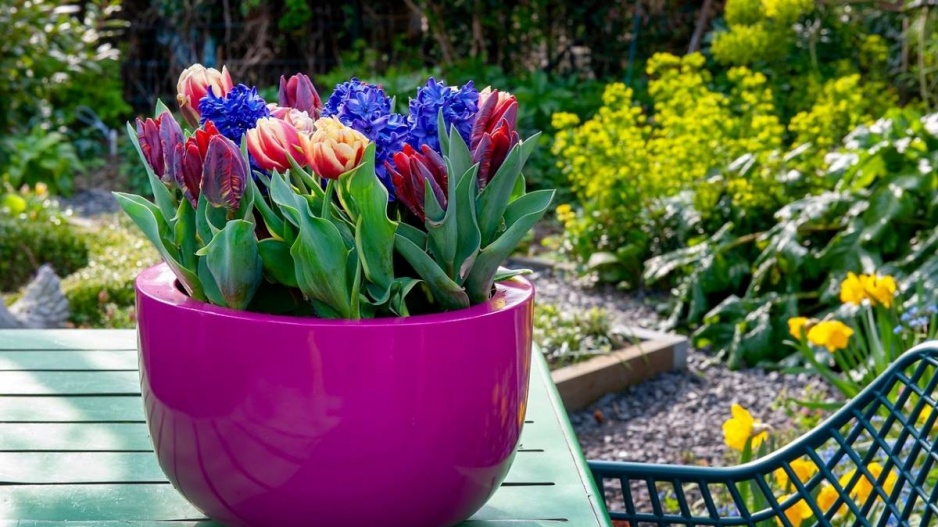 Tulipány v květináči