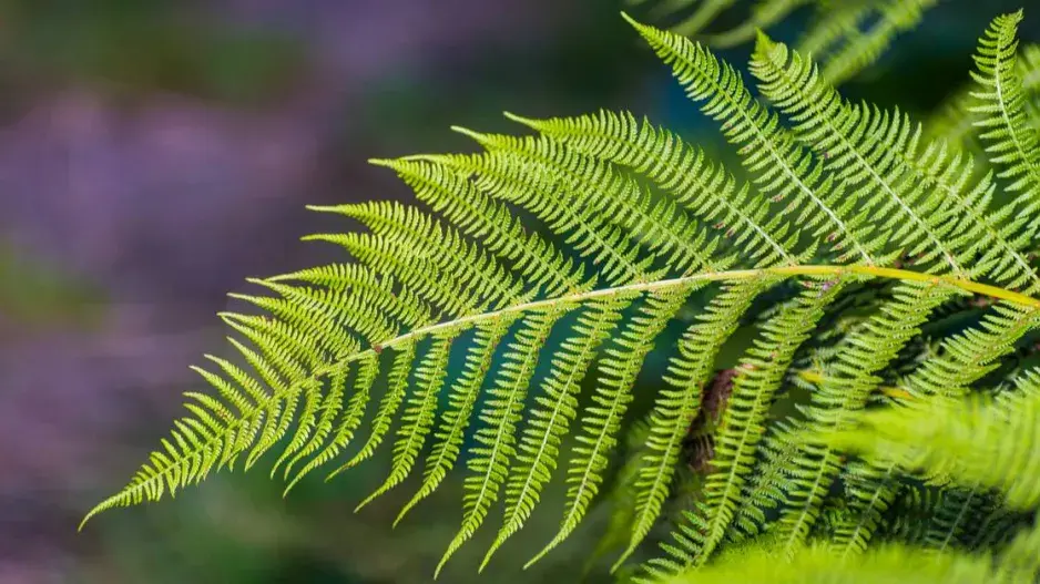 Kapraď samec Kapraď samec