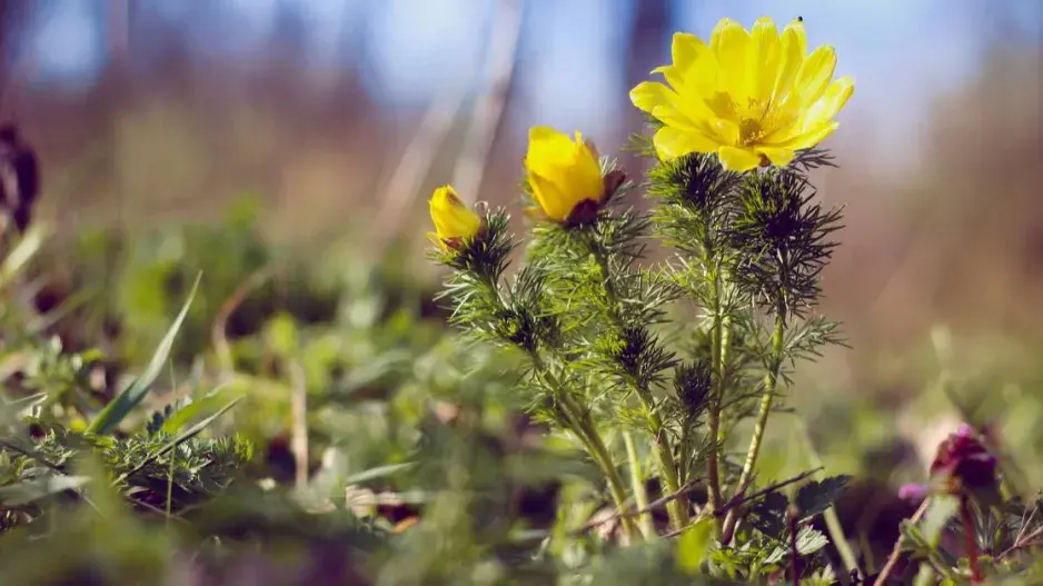 Hlaváček jarní Hlaváček jarní
