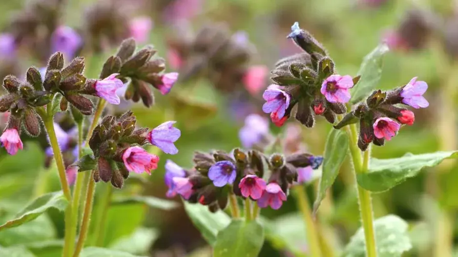 Plicník lékařský Plicník lékařský