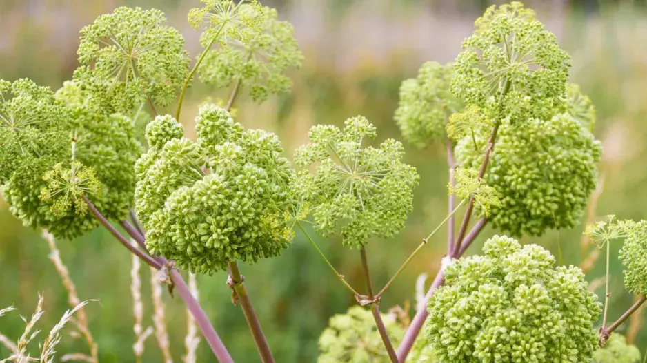 Andělika lékařská Andělika lékařská