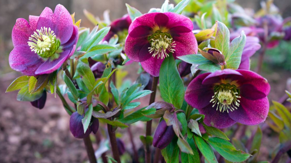 Čemeřice (Helleborus)