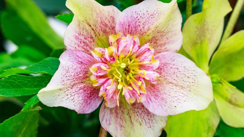 Čemeřice (Helleborus)