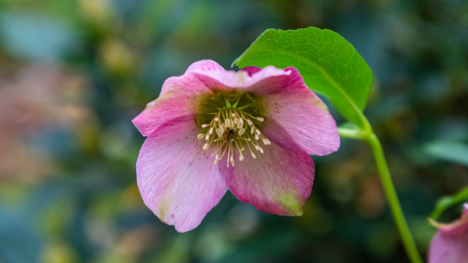 Čemeřice (Helleborus)