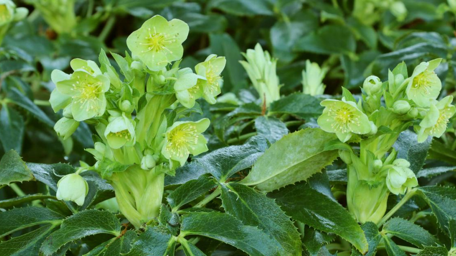 Čemeřice (Helleborus)
