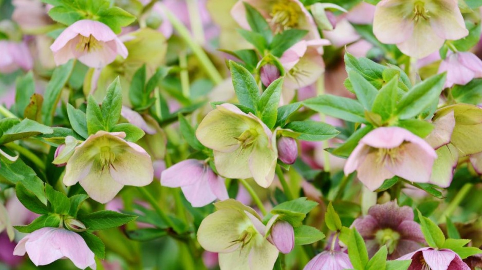 Čemeřice (Helleborus)