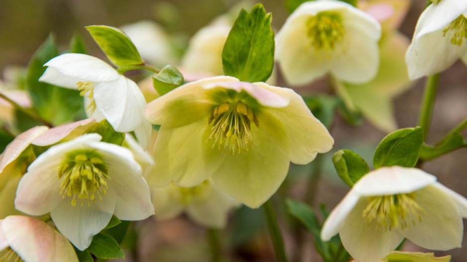 Čemeřice (Helleborus)