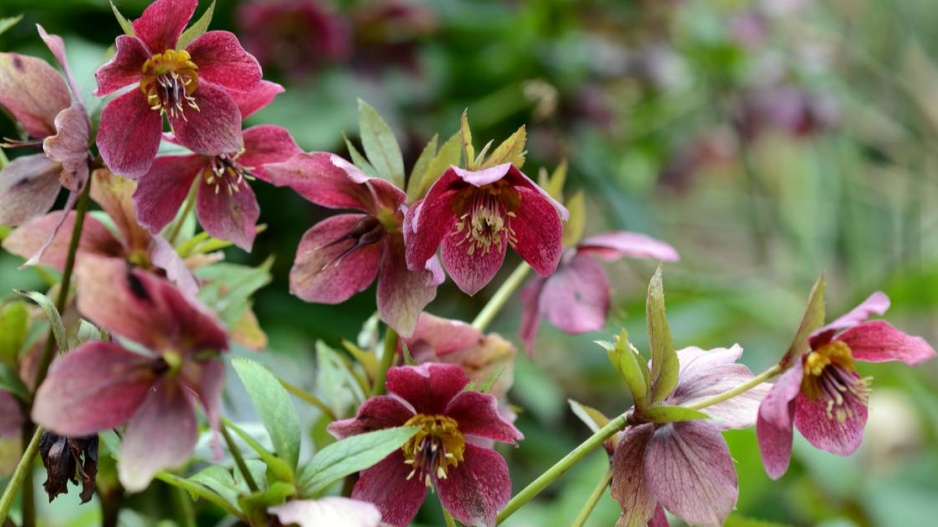 Čemeřice (Helleborus)