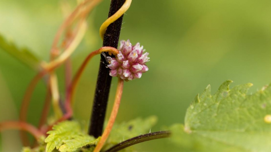 Kokotice evropská (Cuscuta europaea)