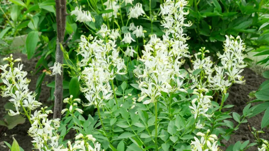 Třemdava bílá Třemdava bílá