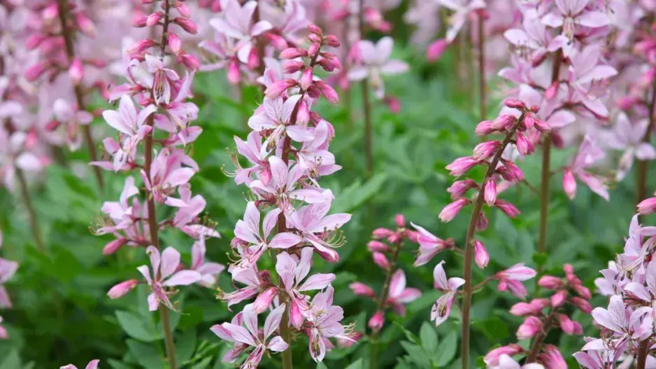 Třemdava bílá Třemdava bílá