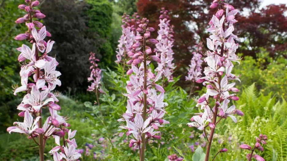 Třemdava bílá Třemdava bílá