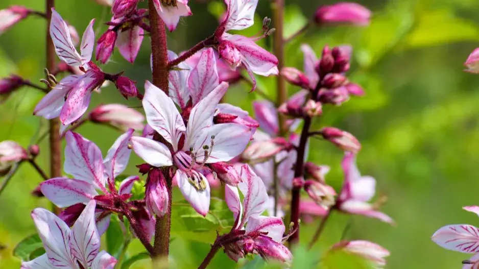 Třemdava bílá Třemdava bílá