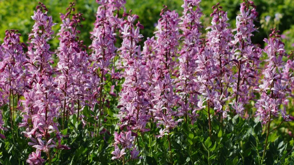 Třemdava bílá Třemdava bílá