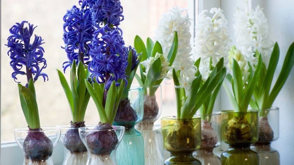 Rychlené hyacinty