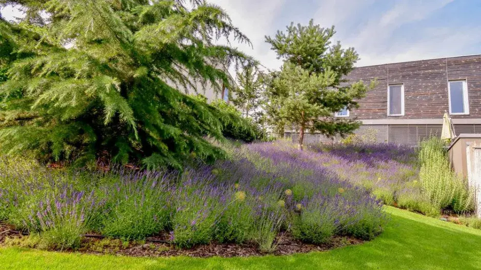 Levandulová zahrada