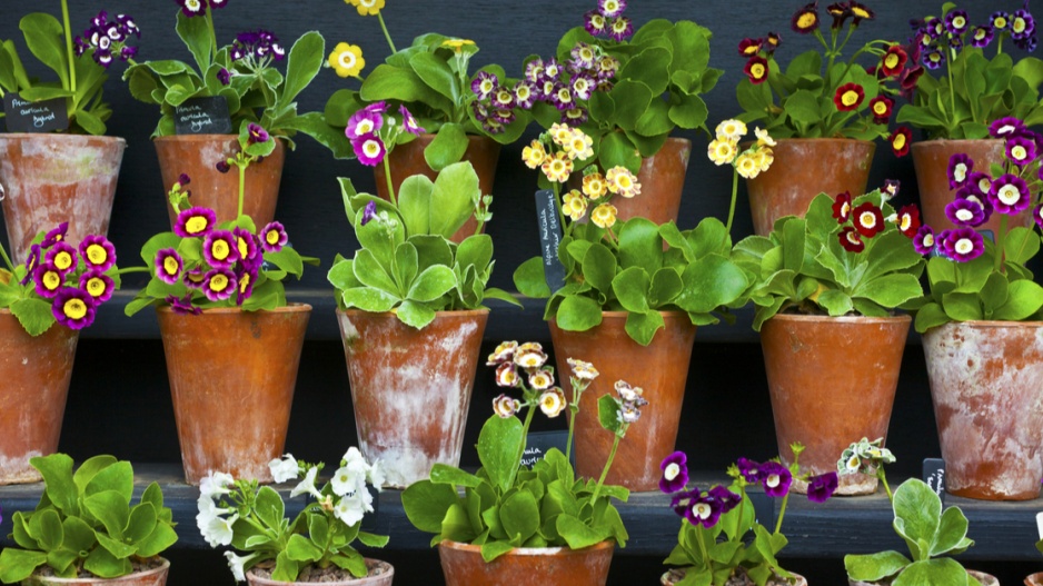 Prvosenka lysá (Primula auricula)