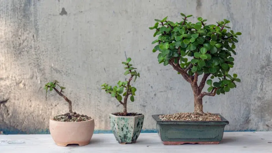 Portulakárie africká