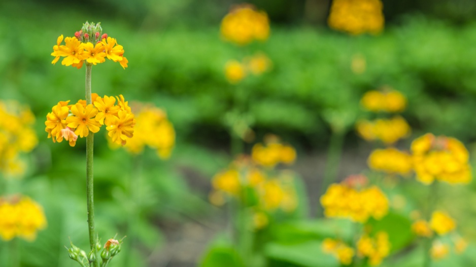 Prvosenka bulleyana (Primula bulleyana)