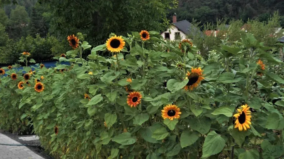 Rozkvetlé slunečnice