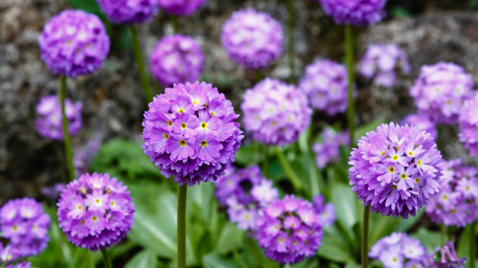 Prvosenka zoubkatá (Primula denticulata)