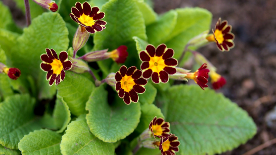 Prvosenka vyšší (Primula elatior) 'Gold Lace' 