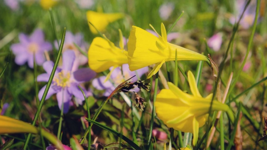 Narcis 'Golden Bells'