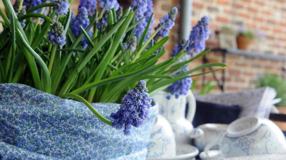 Muscari azureum