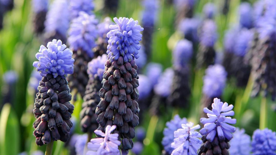 Muscari latifolium