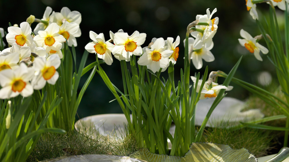 Narcis 'Actaea'