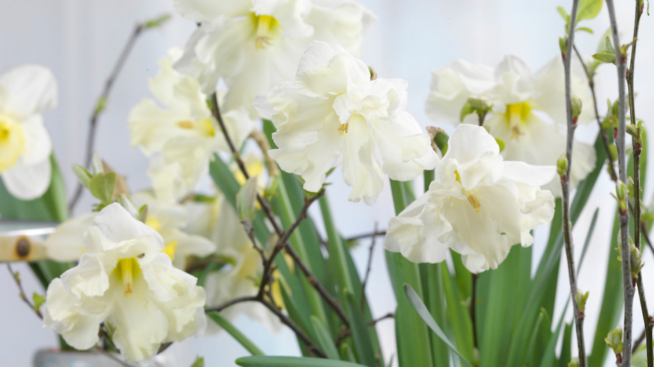 Narcis 'Cassata'