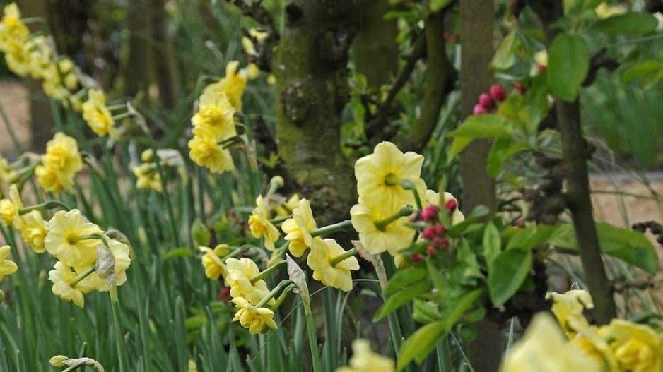 Narcis 'Yellow Cheerfulness'