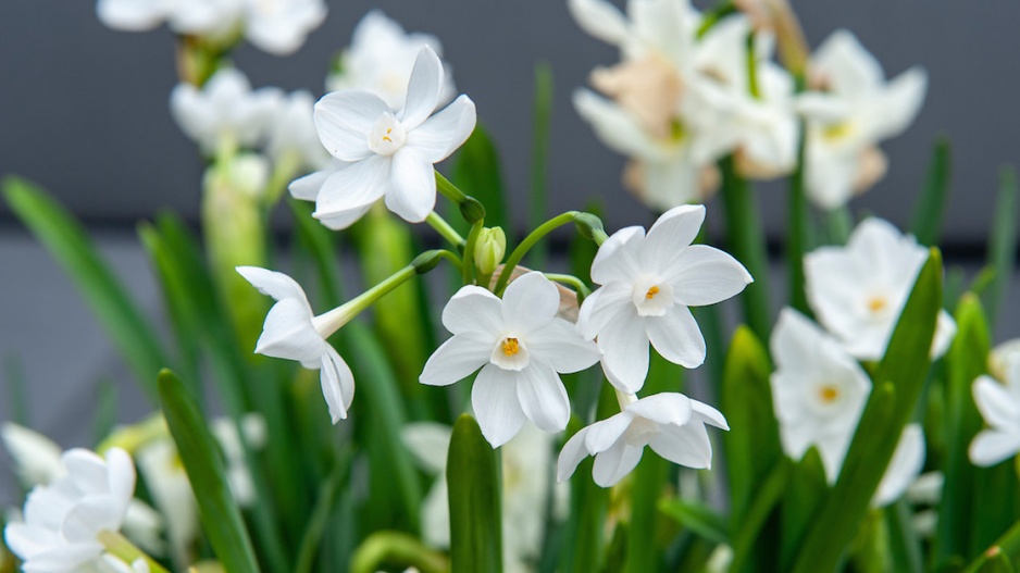 Narcis 'Paperwhite'