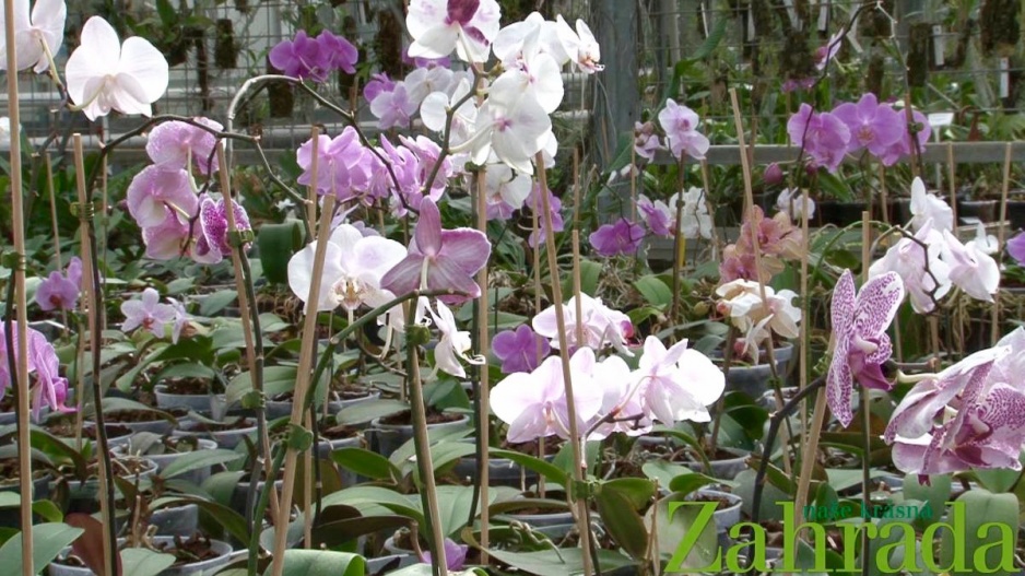 Video: přesazování orchideje