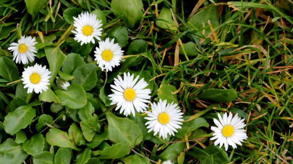 Sedmikráska chudobka (Bellis perennis)