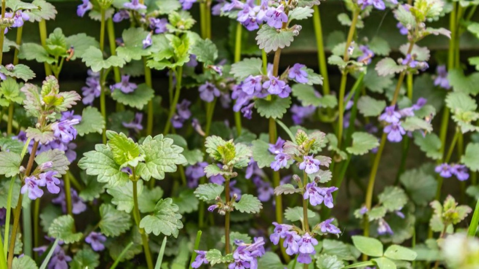 Rozkvetlý popenec obecný (Glechoma hederacea) 