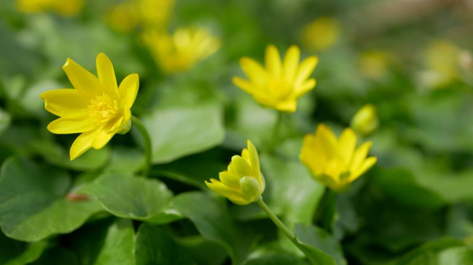 Orsej jarní (Ranunculus ficaria)