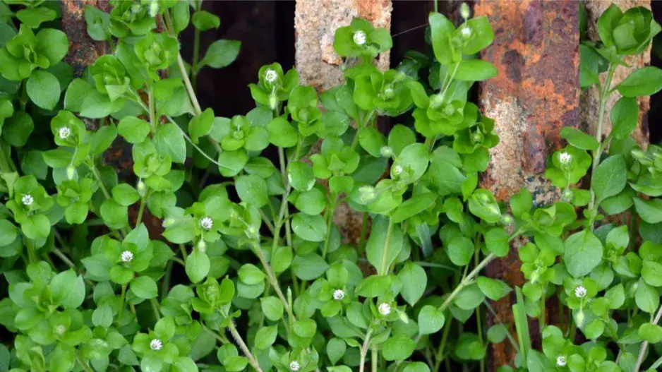 Ptačinec žabinec (Stellaria media)