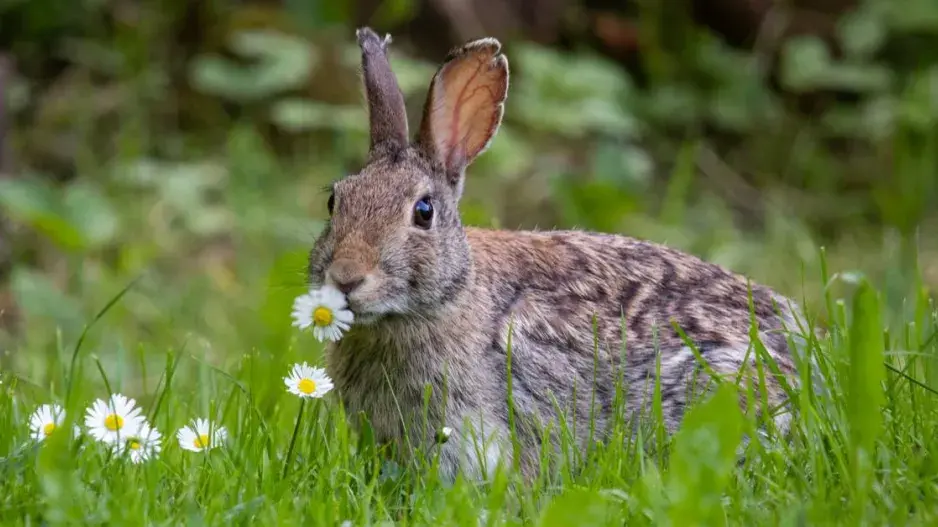 Králík okusující sedmikrásku