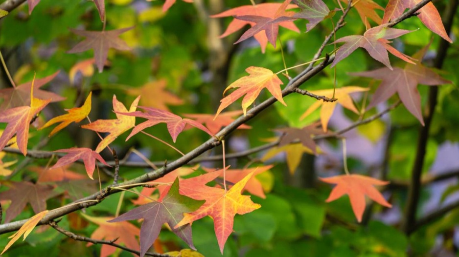 Ambroň západní (Liquidambar styraciflua)