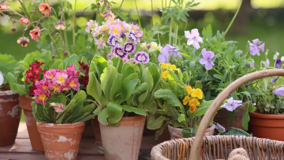 Prvosenky v květináčích