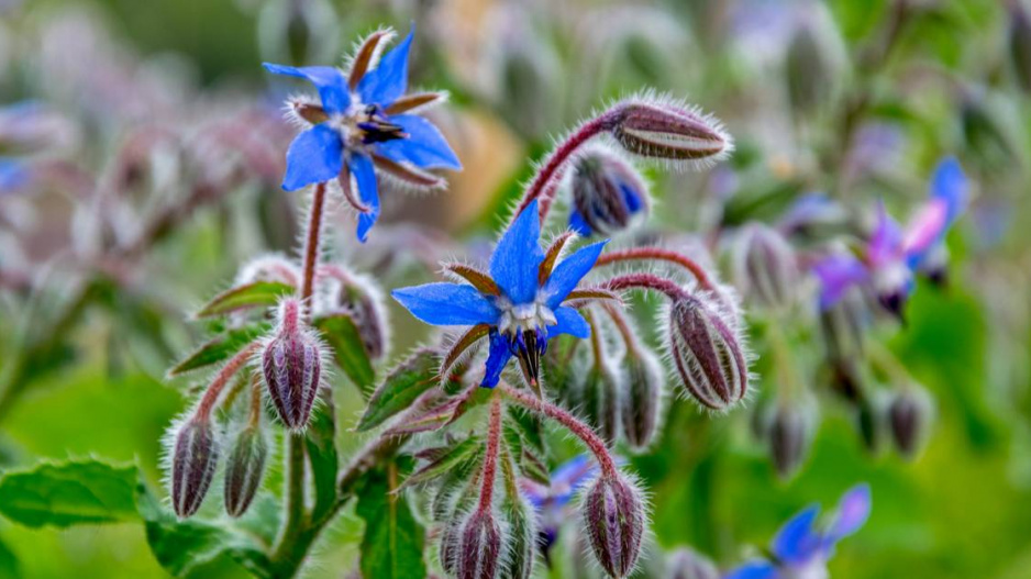 Brutnák lékařský (Borago officinalis)