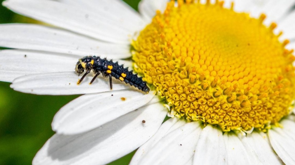 Larva berušky