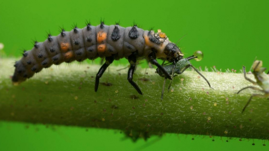 Larva slunéčka požírá mšici
