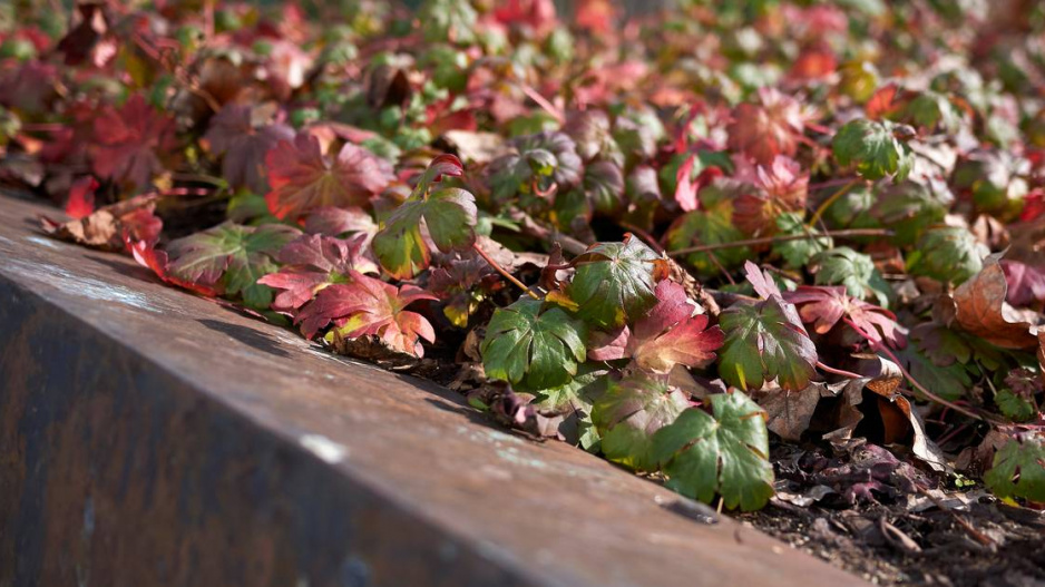 Kakost Geranium wlassovianum 