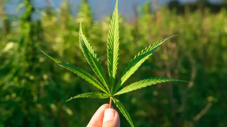 List technického konopí