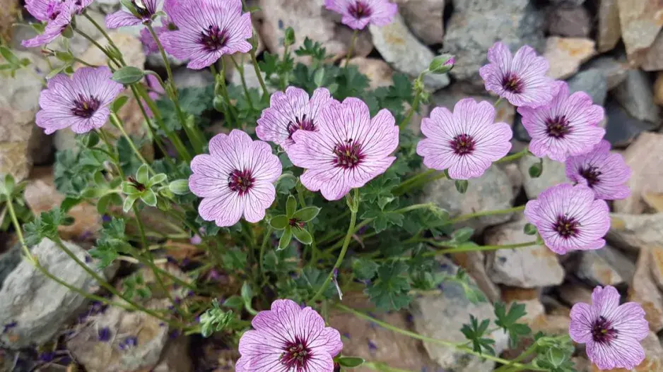 Kakost sivý (Geranium cinereum)
