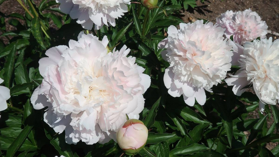 Paeonia lactiflora 'Noemie Demay'