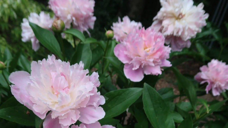 Paeonia lactiflora 'Peggy'